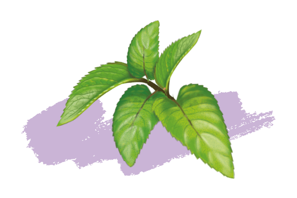 Menthe poivrée