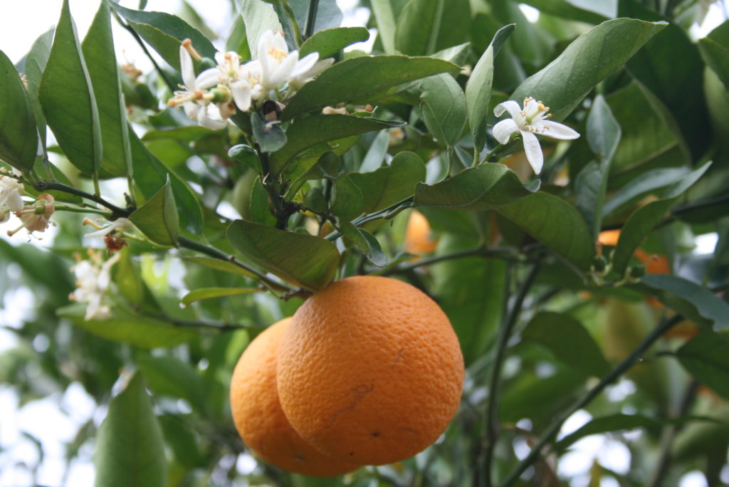 Orange douce