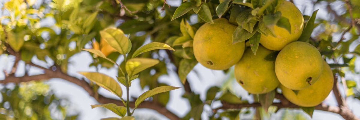 bergamote