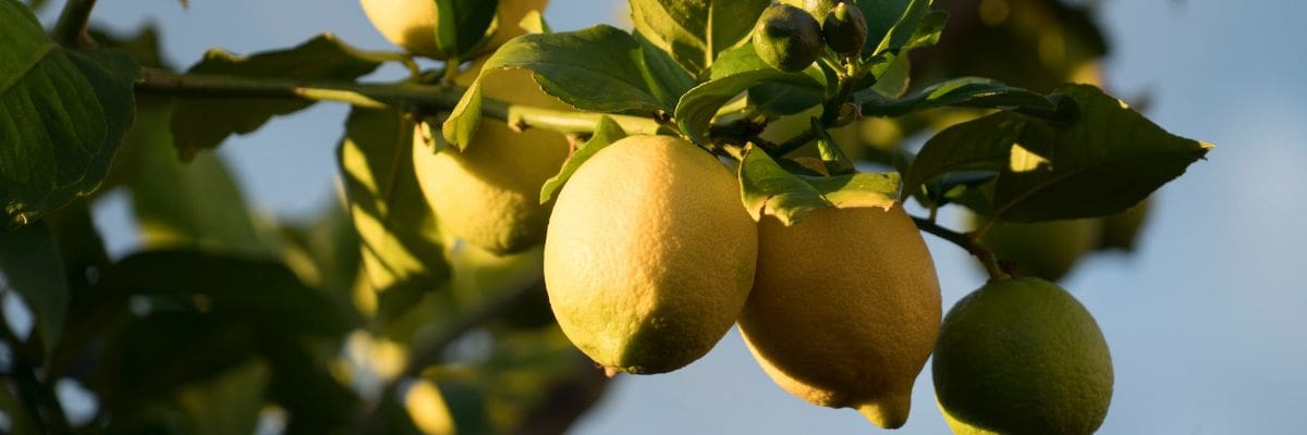 citron