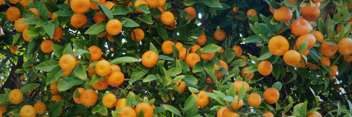 mandarine