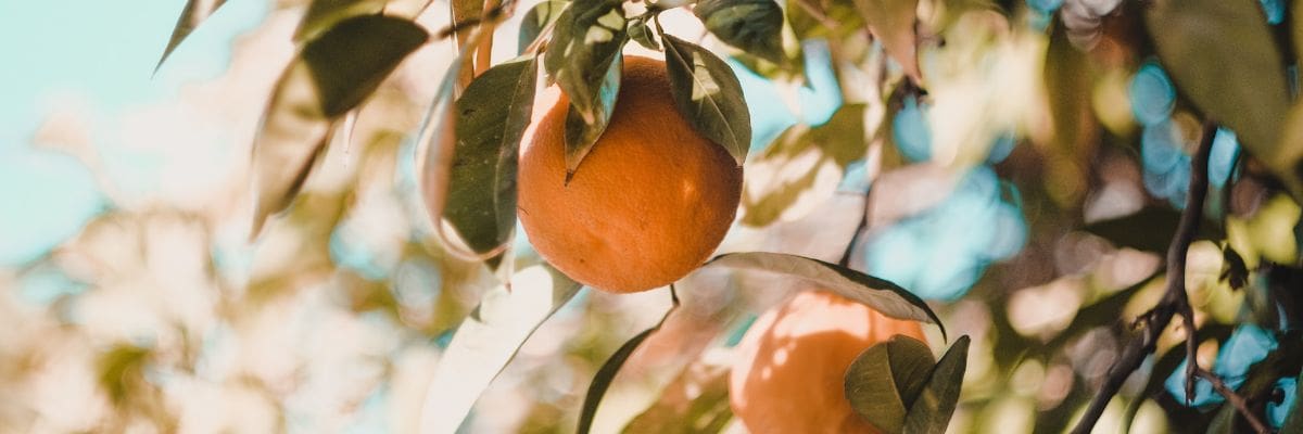 Fruit de petitgrain bigarade