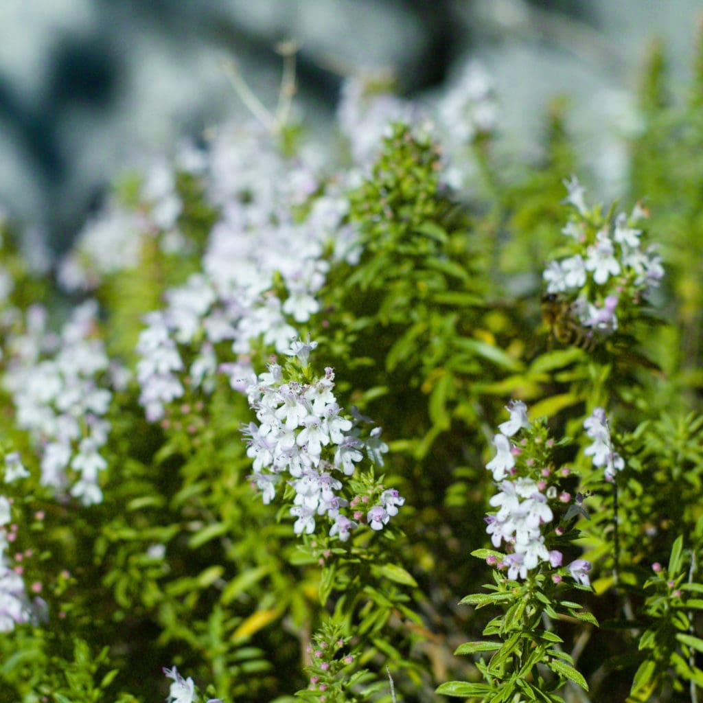 Plante aromatique de sarriette des montages