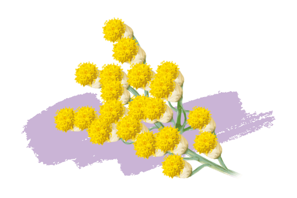 Hélichryse italienne
