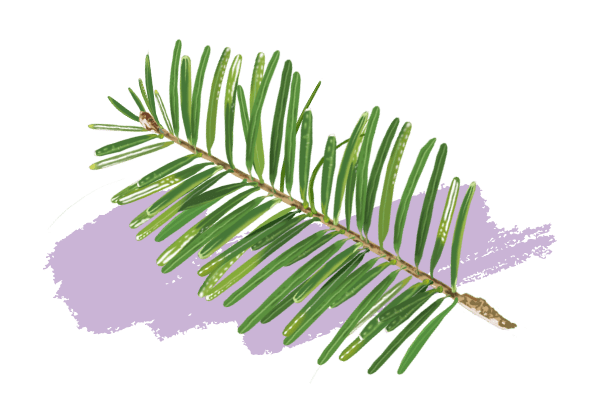 Sapin baumier