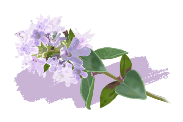 Thym thujanol