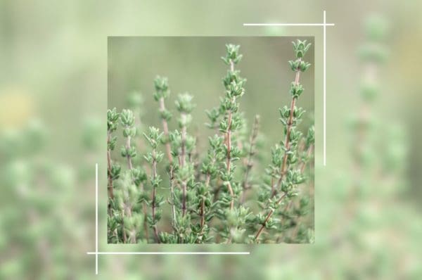L'importance du Chémotype d'une plante