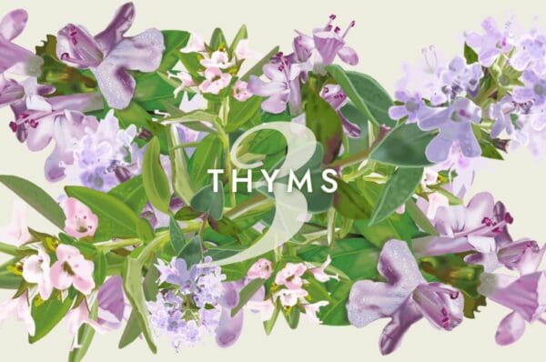 3 thyms en aromathérapie, thym thujanol, thym thymol, thym linalol