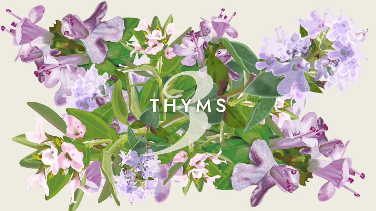 3 thyms en aromathérapie, thym thujanol, thym thymol, thym linalol