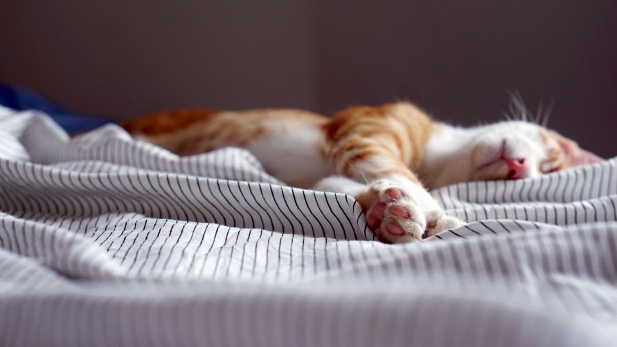 Mieux dormir avec les huiles essentielles. Comment gérer son stress