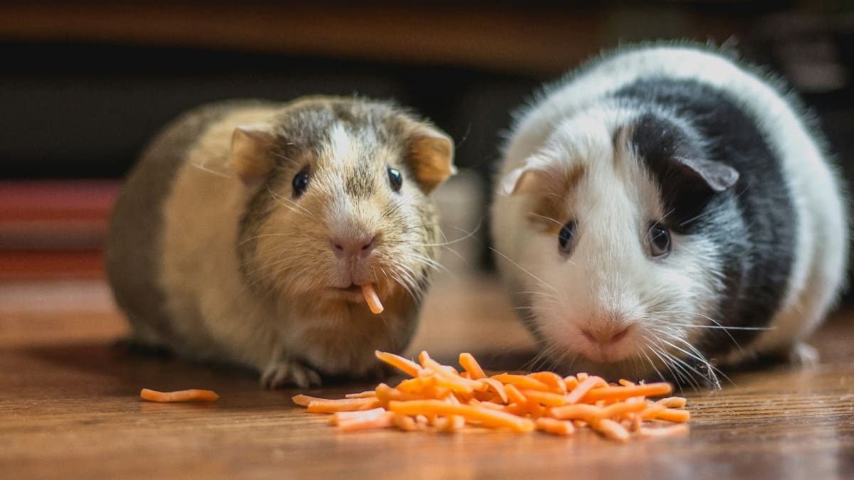 Limiter les pulsions alimentaires grâce aux huiles essentielles