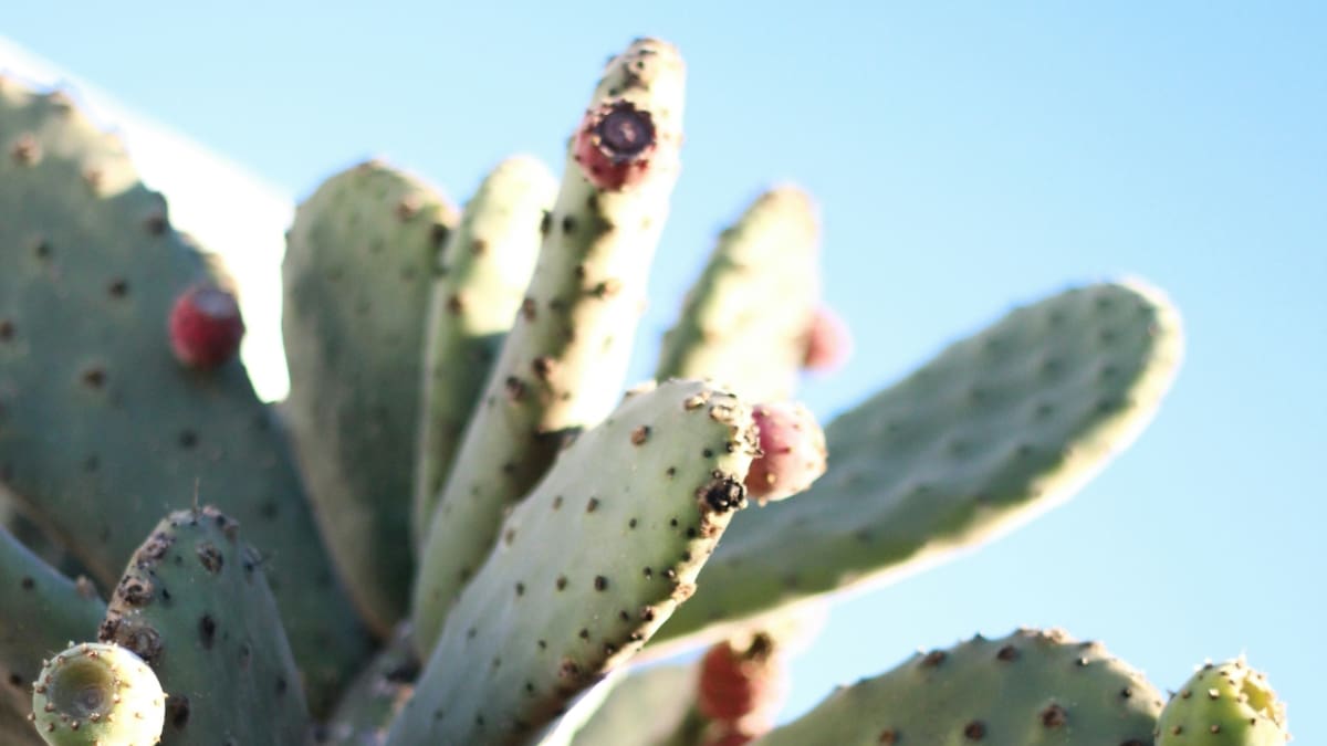 Apaisez l'eczéma avec des huiles essentielles, tester cette formulation proposée par Christine Cieur, notre pharmacienne référente, spécialiste en phyto-aromathérapie.