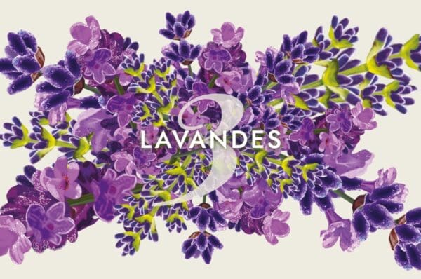 3 lavandes en aromathérapie, lavande fine, lavande aspic, lavandin abrial