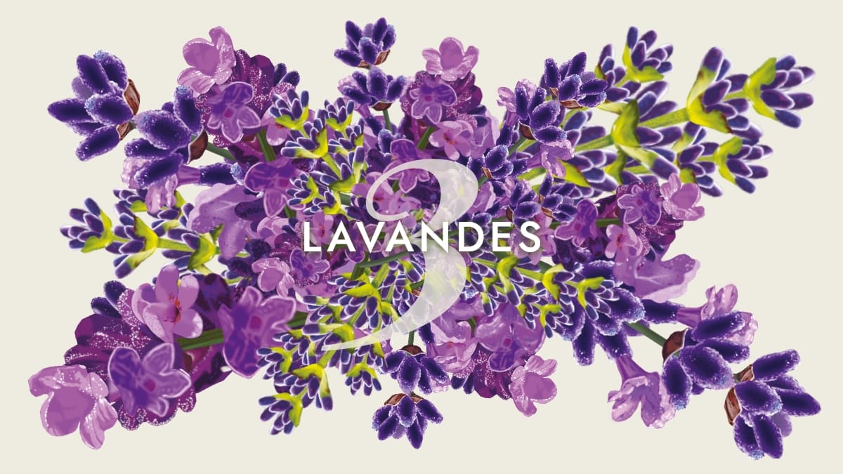 3 lavandes en aromathérapie, lavande fine, lavande aspic, lavandin abrial
