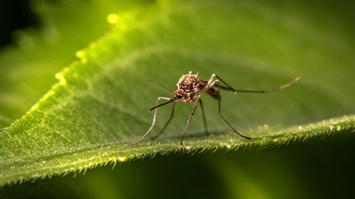Les huiles essentielles contre les piqûres d’insectes ou de méduses